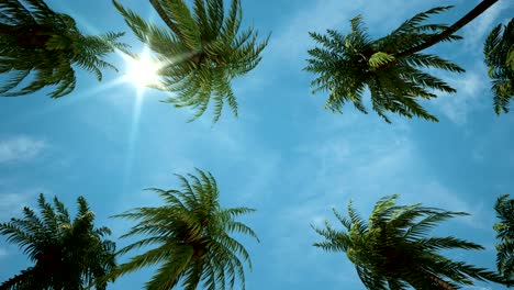 driving through palm tree alley