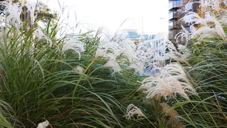 la hierba ornamental se balancea en el parque de melbourne