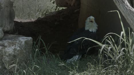 a bald eagle stands on the ground with an open beak