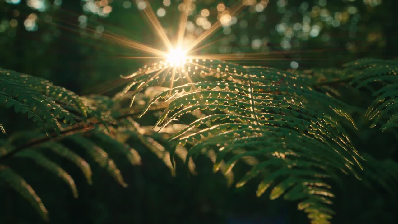 Câmera lenta, natureza, floresta, raio de sol. A luz do sol brilha através de folhas de samambaia verdes, criando um reflexo de lente em um ambiente florestal escuro. Filmagem de alta cadência de flora retroiluminada