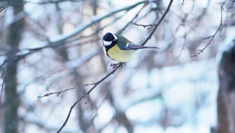 great tit in winter snow