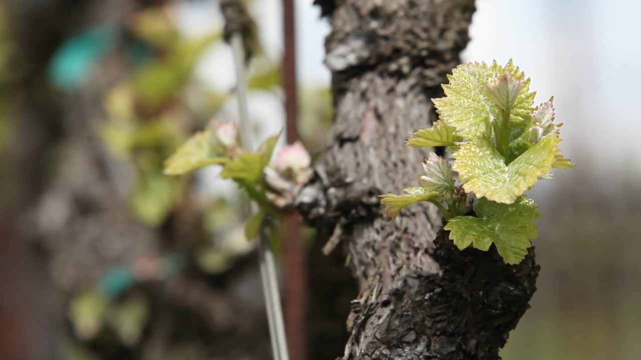 새 가지가 나무에서 자랍니다.