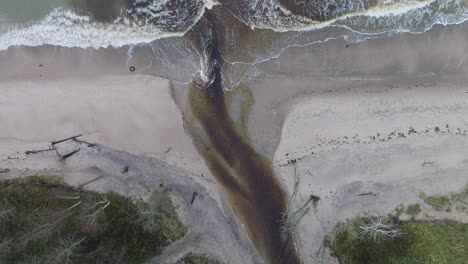 vista aérea de un pequeño río oscuro que desemboca en el mar báltico cerca de liepaja, playa de arena blanca, día nublado de otoño, amplia toma de avión no tripulado de ojo de pájaro moviéndose hacia adelante