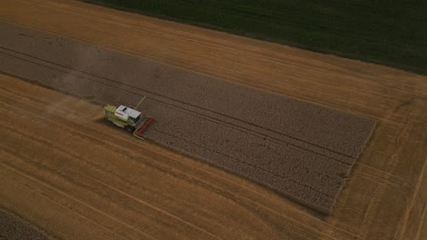 cosechar un campo de cultivos de trigo con una cosechadora combinada