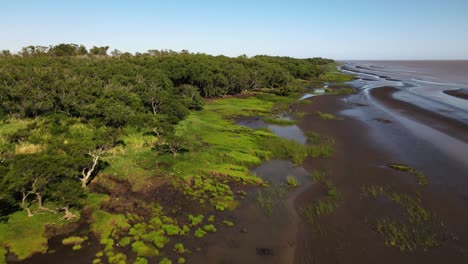 rising aerial of woodlands and sandbanks by edge of rio de la plata