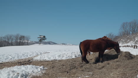 caballos pastando heno seco en las tierras de cultivo de invierno en corea del sur