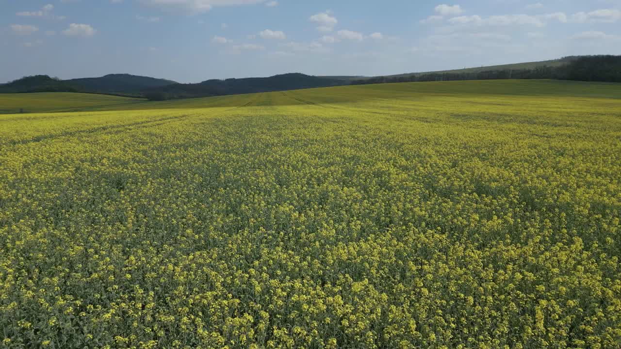 Volando sopra un campo di colza in una giornata di sole