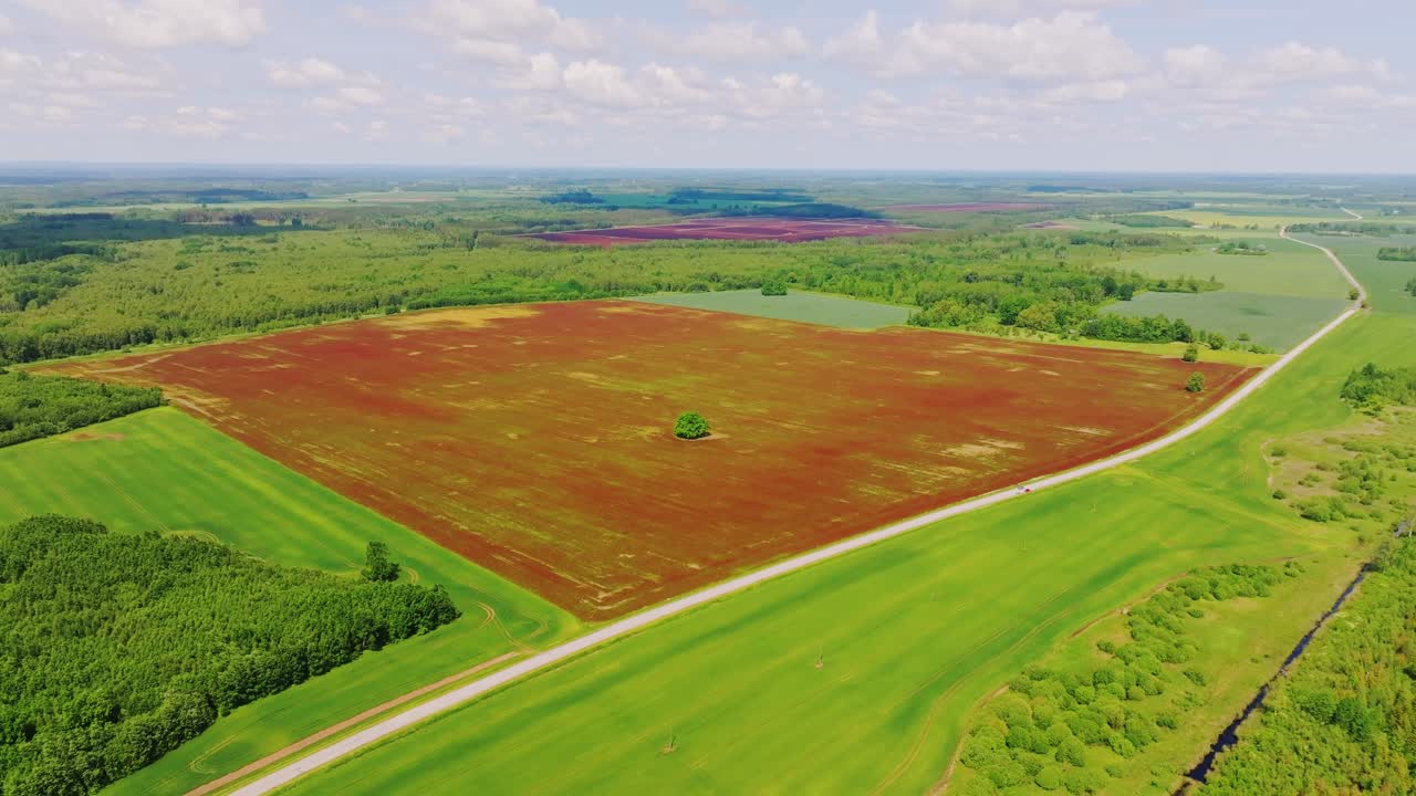 Aerial nature panorama, red incarnate clover fields near green farmland, marsh