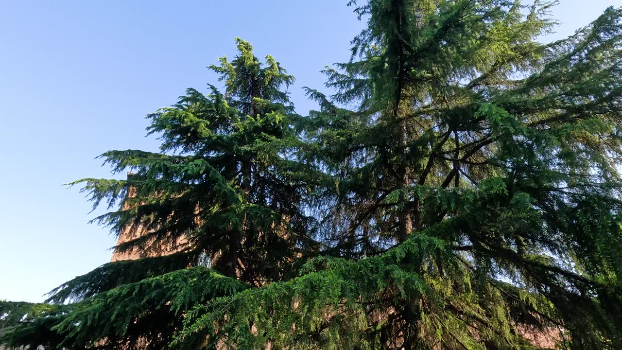 Tree swaying in Milan park, clear sky