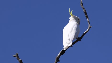a white cockatoo perches gracefully on a bare branch against a clear blue sky.