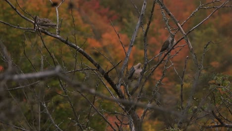 Pájaros-De-Paloma-De-Luto-Sentados-En-Un-árbol-Durante-El-Otoño