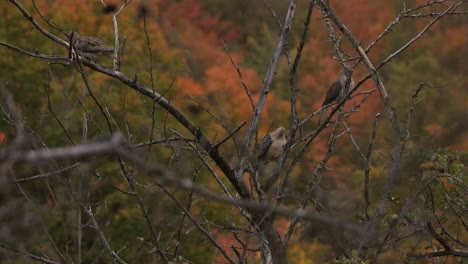 mourning dove birds sitting in a tree during fall