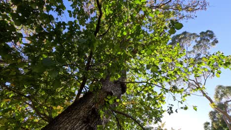 looking up at a tree in melbourne