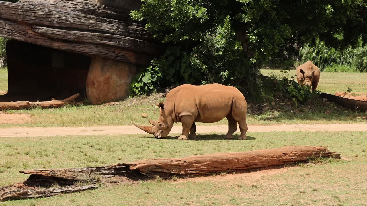 코소 가  에 있는 큰 나무 줄기 를 지나간다