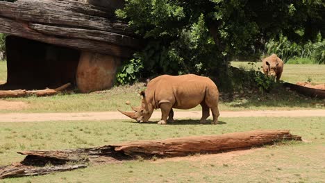 a rhinoceros moves past a large log in a field