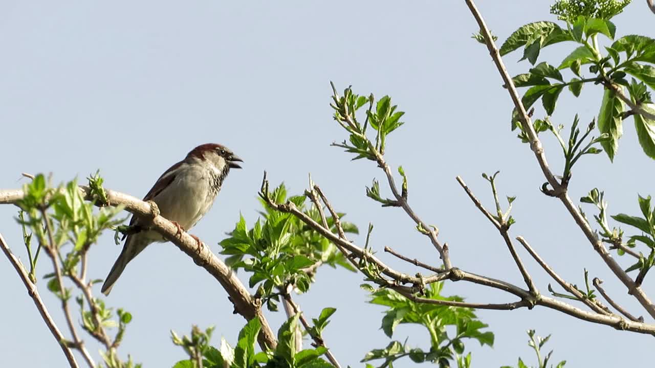Clip of a cute Sparrow bird on the branches of a tree