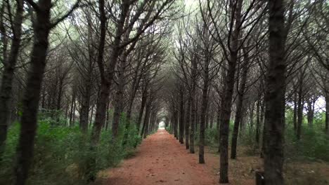 Bosque-De-Pinos-Junto-Al-Mar,-Toscana-Italia.