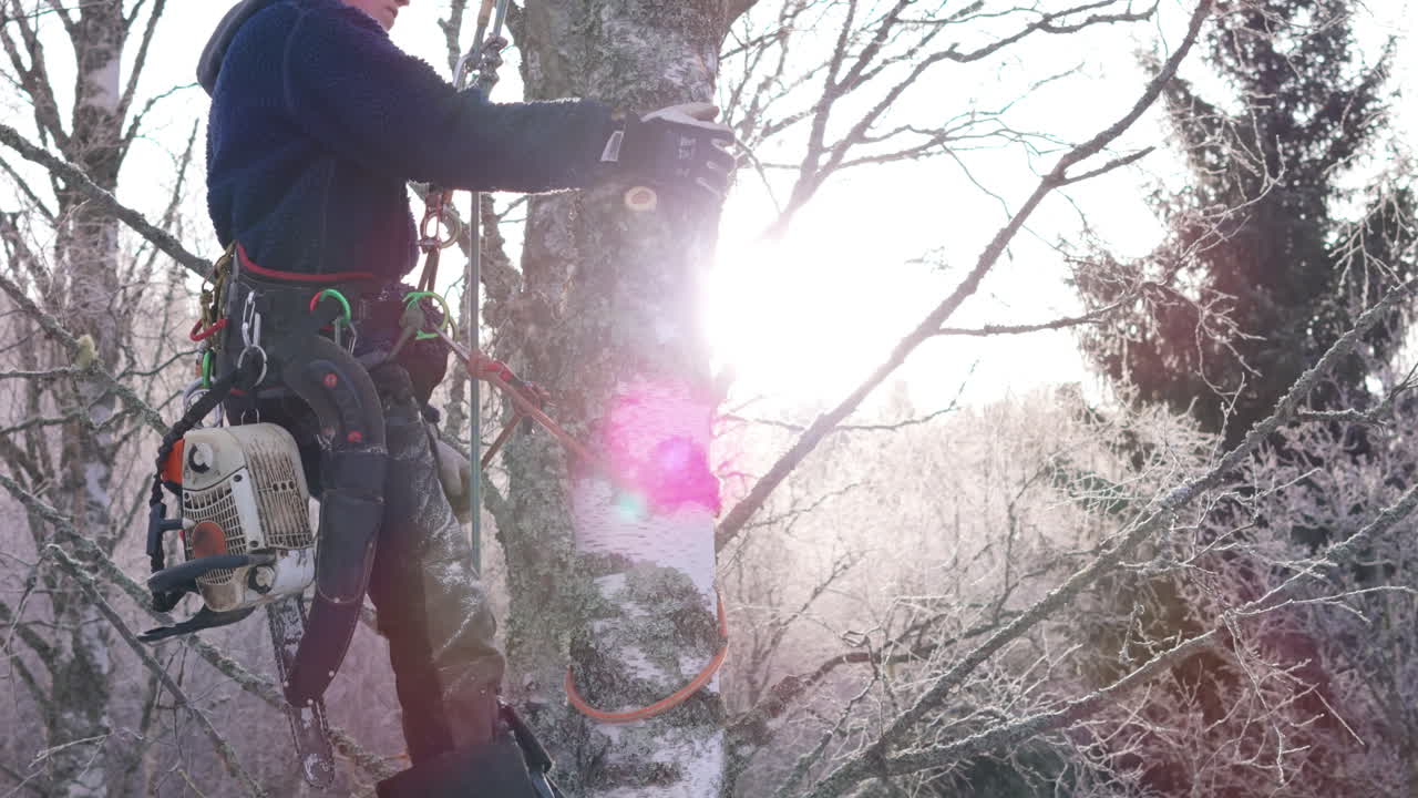 Female tree surgeon with pruning equipment attached to birch tree with ropes