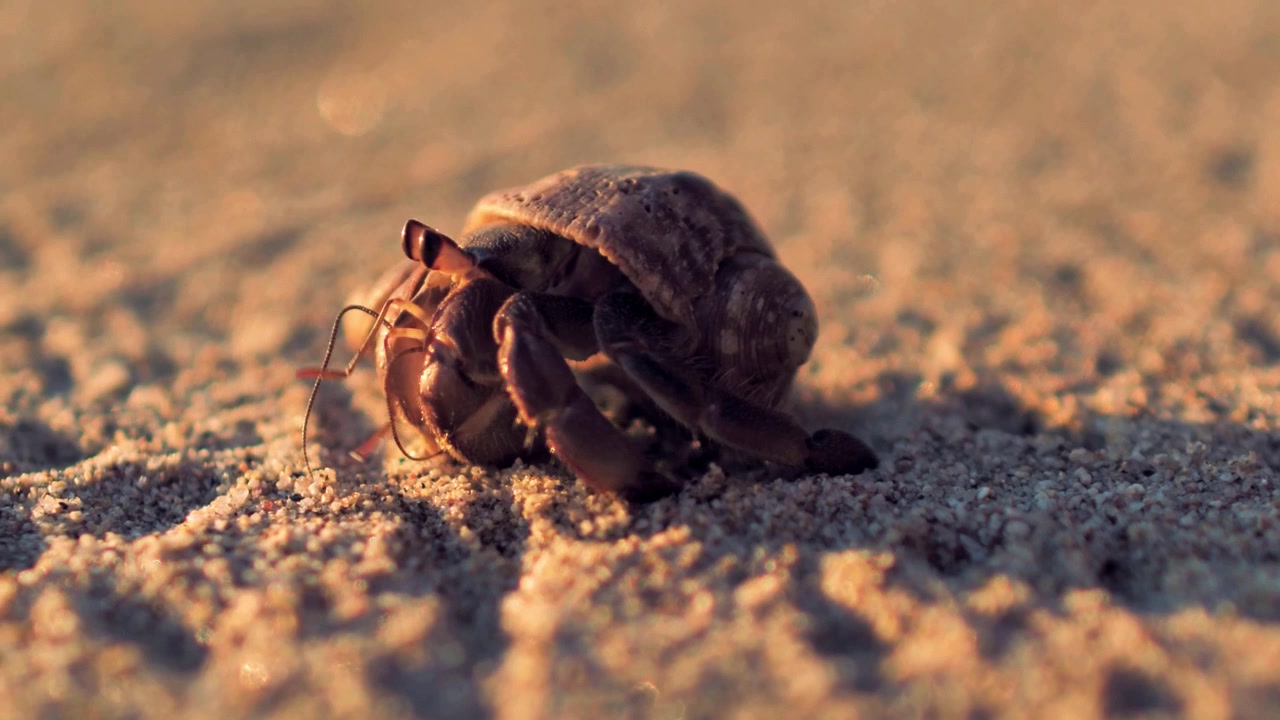 Close-up 4K shot of a hermit crab crawling across warm beach sand, showing coastal wildlife, natural movement, shell texture, and shallow depth of field.
