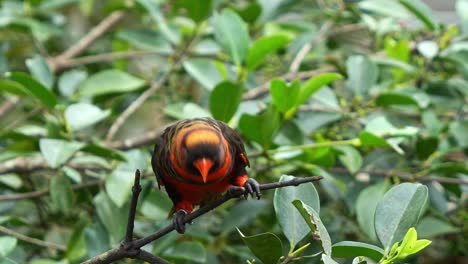 Loud-and-noisy-dusky-lory,-pseudeos-fuscata-perched-on-branch-in-its-natural-habitat,-bobbing-its-head-and-seeking-attention,-close-up-shot-of-the-bird-species