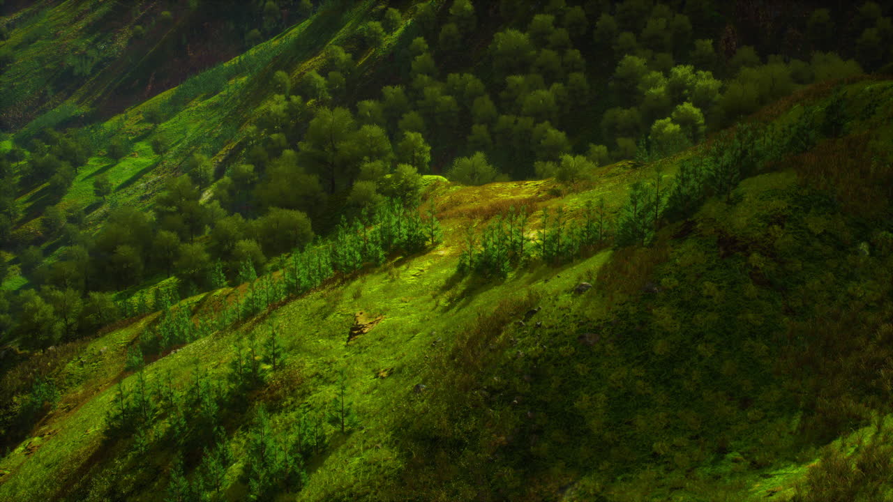 bosques interminables en un día soleado con perspectiva en color