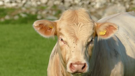 cream phase belgian blue cow filmed in the barmouth, llanaber and gwynedd area in north wales