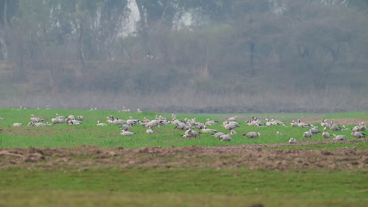 밀  에 있는 바 머리 거위 의 무리
