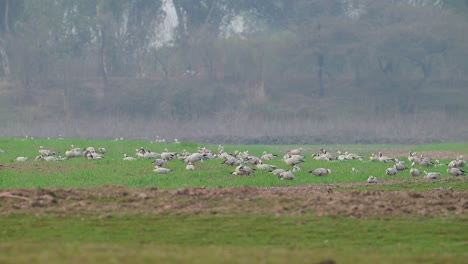 Bandada-De-Ganso-Con-Cabeza-De-Barra-En-Campos-De-Trigo