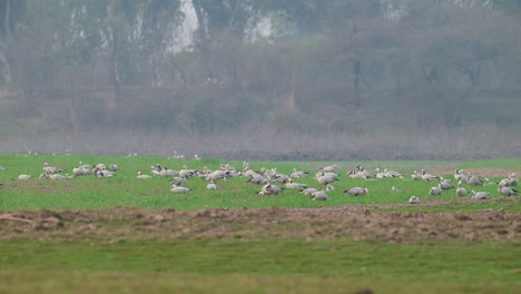 bandada de gansos de cabeza de barra en campos de trigo