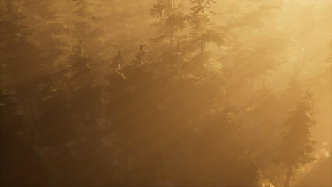 aerial sunrays in forest with fog