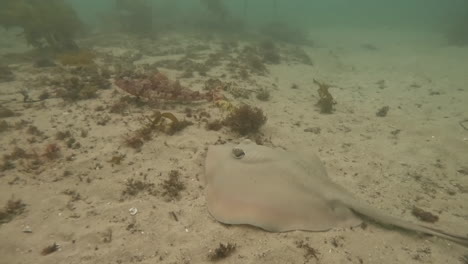 Stachelrochen-Schwimmen-über-Dem-Sandigen-Meeresboden,-Sydney,-Australien