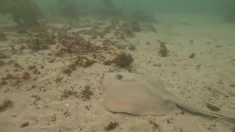 Sting-Ray-Nadando-Sobre-Los-Fondos-Marinos-De-Arena,-Sydney,-Australia.