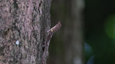 Un-Ojo-Saltando-Mientras-Mueve-Un-Poco-La-Cabeza-Mientras-Mira-Hacia-Arriba-Mientras-El-árbol-En-El-Fondo-Se-Mueve,-Manchado-Dragón-Volador-Draco-Maculatus,-Tailandia