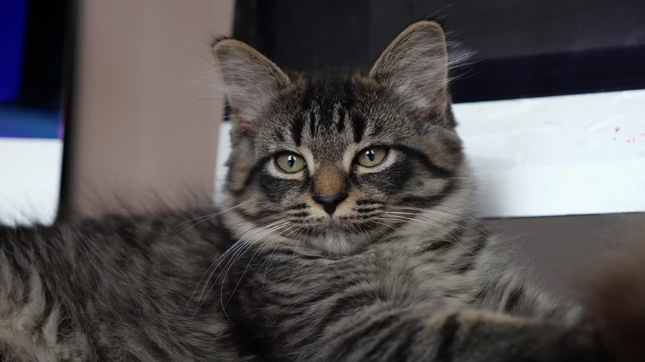 gatito mainecoon descansando en el escritorio frente a la computadora atigrado