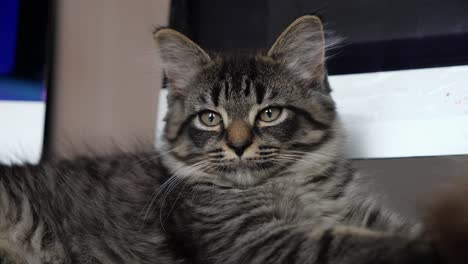 gatito mainecoon descansando en el escritorio frente a la computadora atigrado