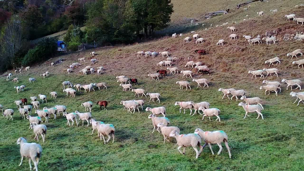 드론으로 양떼를 몰다