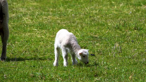 tracking shot of cute baby sheep lamb and mother grazing on green meadow in sun