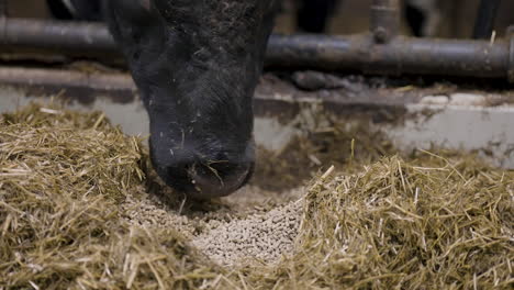 Beef-cattle-eats-feed-pellets-mixed-with-hay,-low-angle-close-up