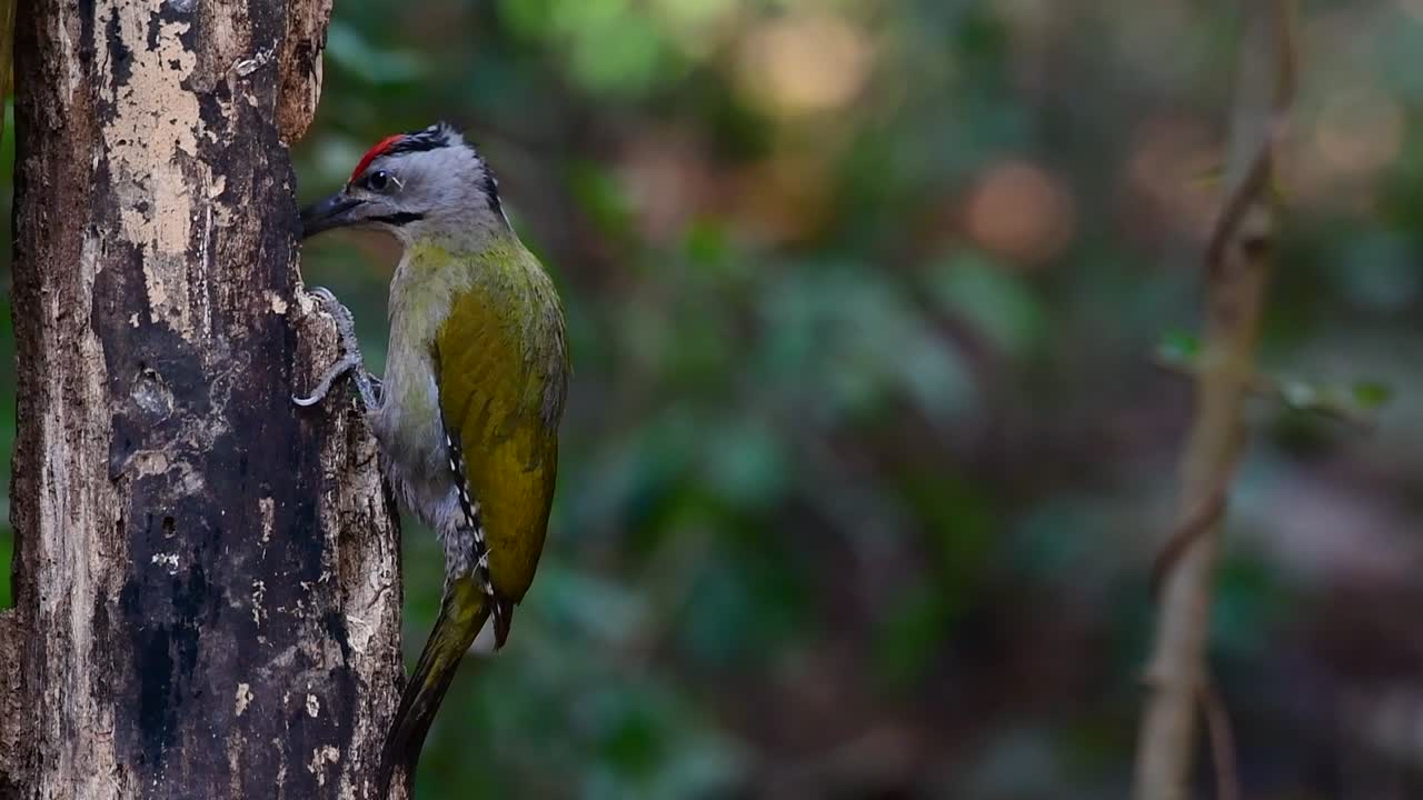el pájaro carpintero de cabeza gris también se llama pájaro carpintero de cara gris se encuentra en muchos parques nacionales en tailandia y es muy particular en la elección de su hábitat para que prospere