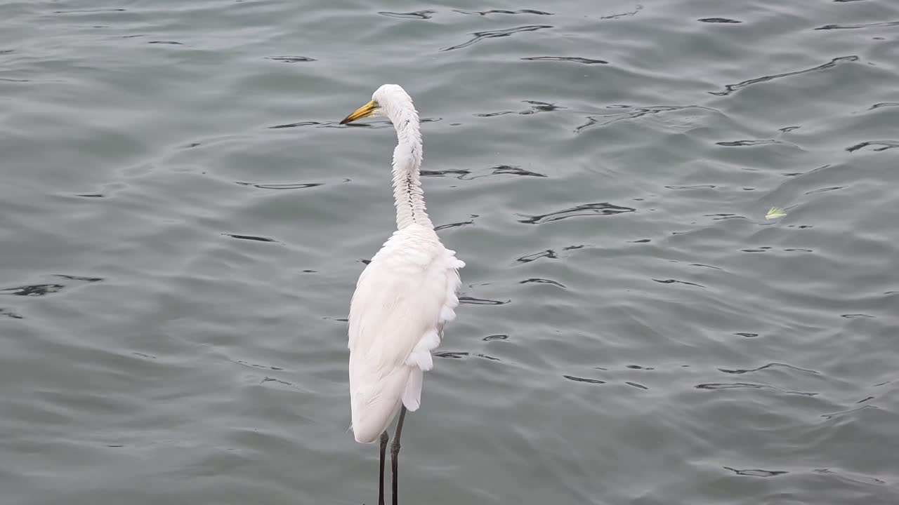Great Egret Bird In The Water. - closeup shot