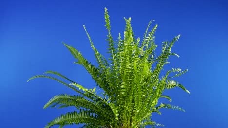 small fern plant in breeze bluescreen for compositing