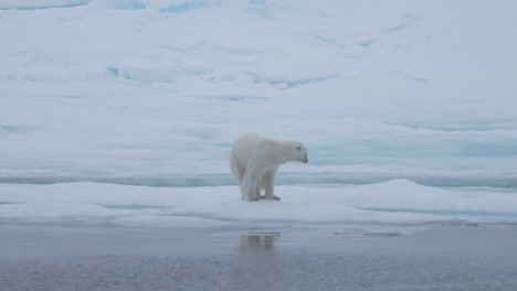 Oso-Polar-Solitario-Sobre-Hielo-Junto-Al-Mar-ártico-Con-Pájaro-Volando,-Cámara-Lenta