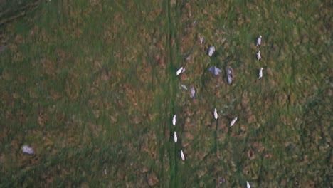 directly above a distant herd of running sheep in a grassy field congregating onto a path in the hills