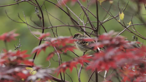 gorrión doméstico macho en un árbol con ramas y hojas rojas de otoño
