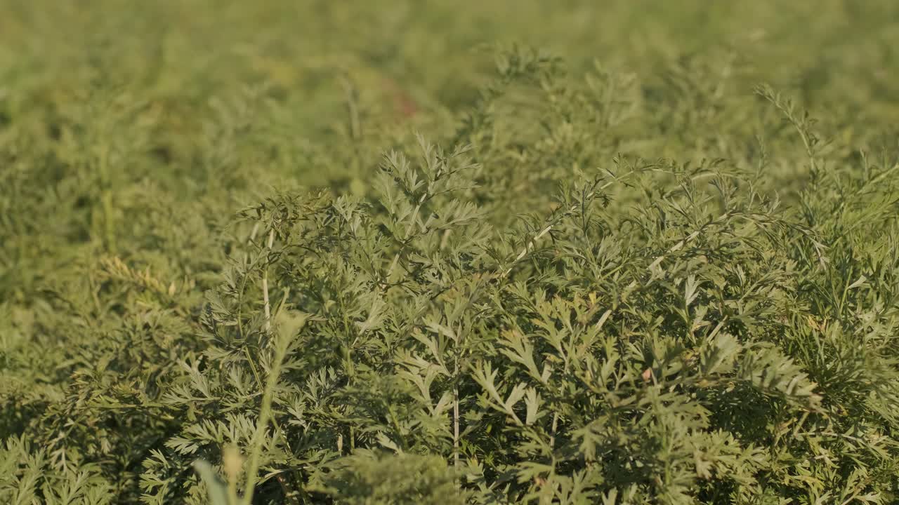 hermosa vista de brotes verdes en el suelo fértil en el campo