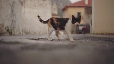 Lindo-Gatito-Callejero-Deambula-Por-La-Calle-Mediterránea-Vacía-Al-Atardecer,-Fondo-Borroso-Cinematográfico