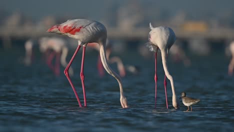 winter migratory birds greater flamingos wandering in the shallow sea backwaters at low tide - bahrain