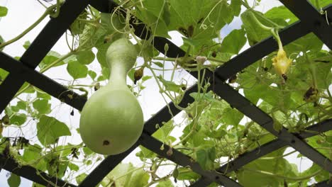 Hermoso-Cielo-Calabaza-Orgánica,-Bola-Amarilla,-Hojas-Verdes-Están-Creciendo