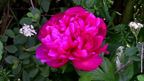 close-up of a dark pink beautiful peony flower growing in an english country garden