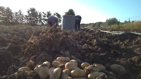 low angle view of workers harvesting potato crops by hand on a vegetable farm